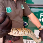 Imatge de la serp trobada.