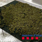 Los 9 kilos de cogollos de marihuana decomisados en el piso ocupado de Santa Coloma de Gramenet.