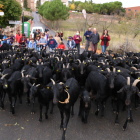 Un ramat transhumant traspassant el municipi d'Ulldemolins en el seu trajecte cap a Alforja, passant per un antic camí ramader.