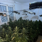 Plantació de marihuana trobada dins de l'habitatge ocupat