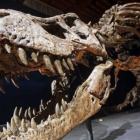 Imagen de archivo de los restos de un tiranosaurio.