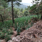 Imatge de la plantació localitzada.