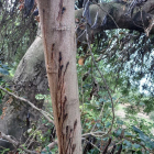 Un algarrobo afectado por la carcoma que está acabando con los árboles.