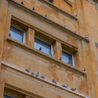 Imagen de unas palomas en la ciudad de Tarragona