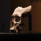 Primer pla del crani humà localitzat al jaciment iber d'Olèrdola.