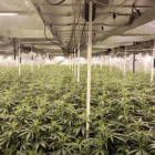 La plantació de marihuana estava a l'interior d'una granja en desús de Camarles.