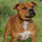 Imagen de un perro de raza Staffordshire American Bull Terrier.