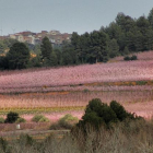 La flor del melocotonero llena el paisaje de tonalidades rosadas.