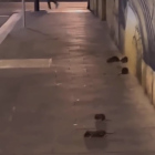 Imatge captura del vídeo on es veuen les rates a la vorera del carrer Fortuny.