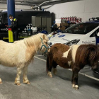 Imagen de los dos poneys que la Guardia Urbana va localutzar en la avenida de Tarragona.