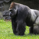 Imagen de recurso de un gorila.