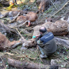 Un agente rural al lado de uno de los caballos muertos por un ataque de perros salvajes en Escòs, en el Pallars Sobirà.