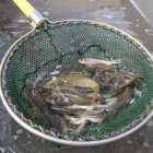 Detall d'alguns peixos del Siurana rescatats abans de ser alliberats a la llacuna de Riba-roja d'Ebre.