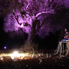 Un DJ pincha al lado de un olivo monumental en la propuesta musical del festival ibero Tyrika d'Alcanar, el año pasado.