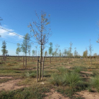 Zona del aparcamiento donde se llevará a cabo la plantada.