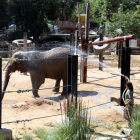 Una cuidadora rocía con agua una de las elefantas del Zoo de Barcelona.