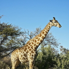 El cuello de las jirafas puede tener más que ver con la competición sexual que con la comida.