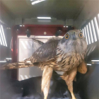 Imatge del falcó rescatat.