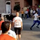 Captura de vídeo d'un dels espectacles amb vaques i braus a La Seca.