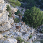 Dos exemplars de cabra ibèrica i els seus cabrits passegen per les Roques de Benet d'Horta de Sant Joan.