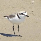Este pájaro de pequeño tamaño hace el nido y cría los polluelos en la playa.