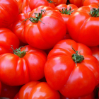 Imagen de archivo de tomates
