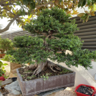 Imatge d'un bonsai a Tarragona.