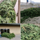 Imatge de marihuana descarregada a la porta de la comissaria de la Ràpita.