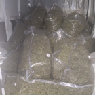 Imatge dels 260 quilograms de cabdells de marihuana que van confiscar els Mossos d'Esquadra a Reus.