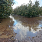 Campo de avellanos inundado en Villalonga del Camp.