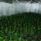 Pla detall de diverses plantes de marihuana trobades a l'interior d'un habitatge en una finca rural de Tivissa.