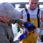 Dos pescadors immobilitzen un exemplar de cranc blau capturat a la pantena de la llacuna de l'Encanyissada.