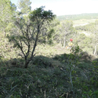 Imatge d'una franja forestal a la Bisbal del Penedès.