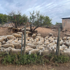 Ramat d'ovelles que recorrerà el camí de la Carrerada de Santa Coloma per Tots Sants.