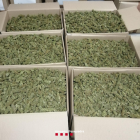 Imatge dels 43 kg de cabdells de marihuana que els detinguts tenien ja preparats per a transportar.