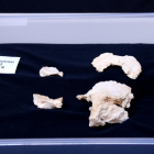 Detalle de los restos de cráneo que se han encontrado en el Abric Romaní.