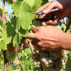 Un viticultor cosecha uva de una viña del Mas dels Frares, de la bodega Costers del Priorat.