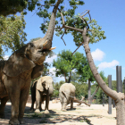 Imatge del recinte dels elefants al Zoo de Barcelona.