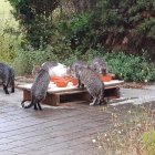Quan s'organitzen activitats a la Tabacalera, els cuidadors mouen els punts de menjar dels gats.
