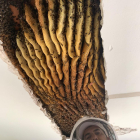 Imatge d'un niu d'abelles al sostre d'un particular.