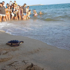 Liberación de tortugas careta en Arenys de Mar.