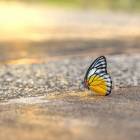 Imagen de archivo de una mariposa.