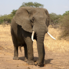 Imagen de archivo de un elefante.