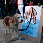 Un gos quiet a la plaça Sant Jaume al costat d'un cartell en contra de l'experiment de la UB amb Vivotecnia.