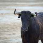 Un buey en las Terres de l'Ebre.