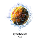 Representación 3D de un linfocito T.