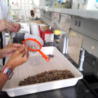 Los investigadores del grupo de investigación|búsqueda TecnAtox de la URV, en el laboratorio, recogiendo muestras de microplásticos d'e las coquinas.