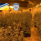 Una plantació de marihuana desmantellada per la policia espanyola.