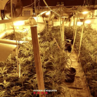 Plantación de marihuana en el domicilio del detenido.