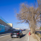 En el inicio del camino de la Coma hay un árbol que dificulta el paso de los vehículos.
